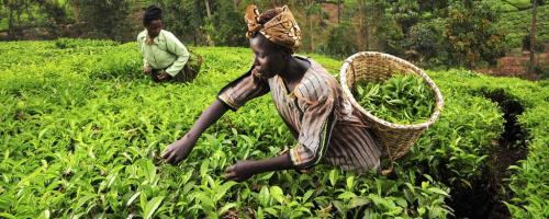 agriculture